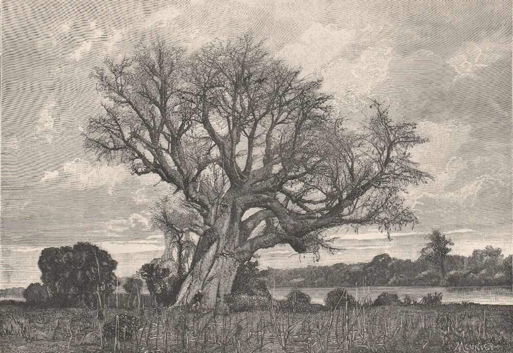 Baobab on the Kotubadinta (Niger?) River, South-West of Bamako. Mali 1885